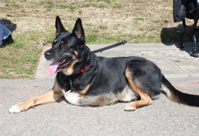 bosco_laying