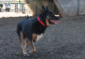 bosco_running
