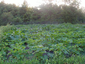 farm Photo Courtesy of Moore Farms