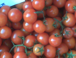 tomato Tomatoes