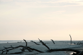 Photography by Joe Albert 