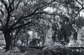savannah