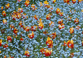 flowers flowers