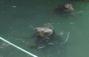 seals Even the seals are hungry!