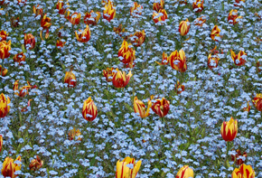 dsc_0514_resize Queen Elizabeth Park, Vancouver, BC