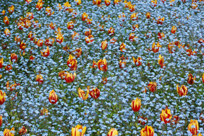 VC_Flowers
