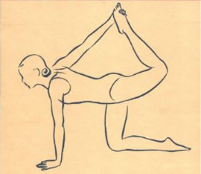 yogi