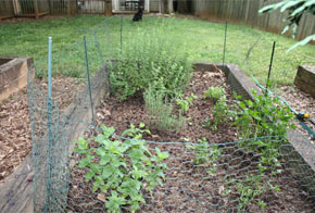 OreganoBush