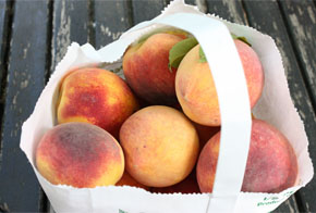 Peach_resize