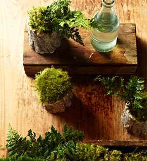 Ferns