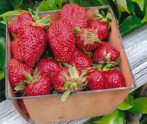 Strawberries