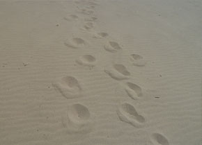 SandySteps