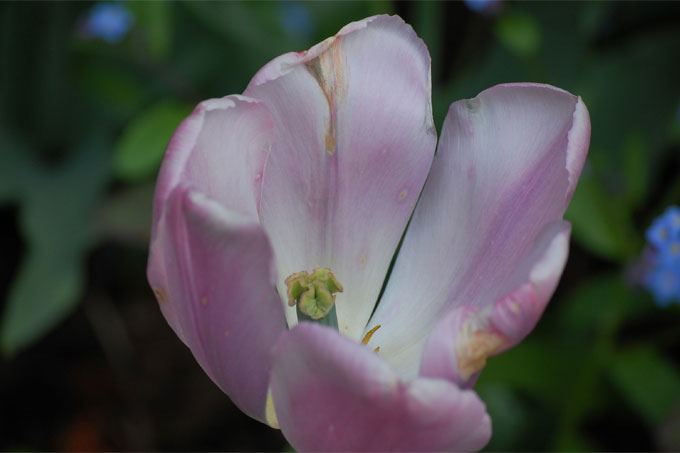 Flower1