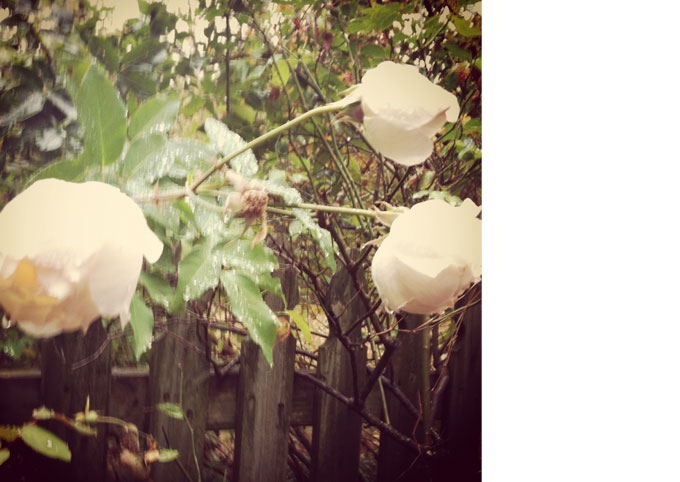 RosesAftertheRain