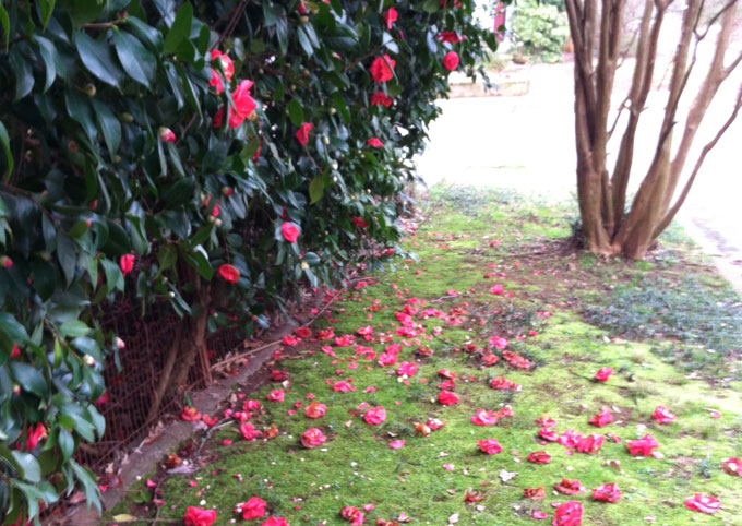 Petals