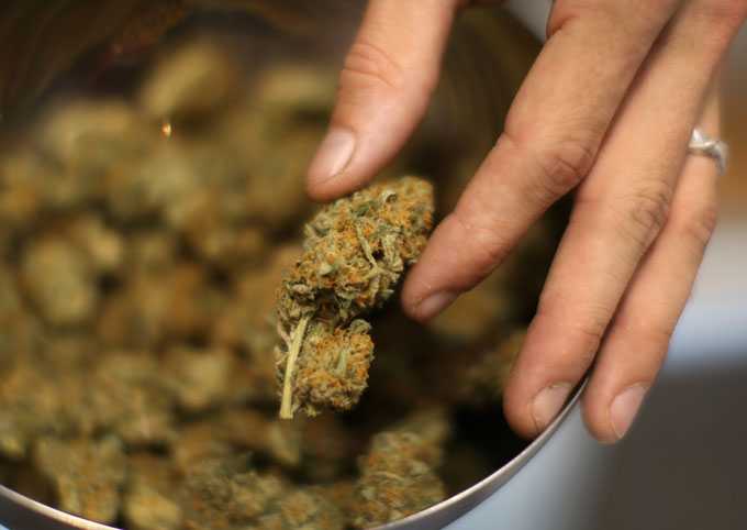 BudFarm
