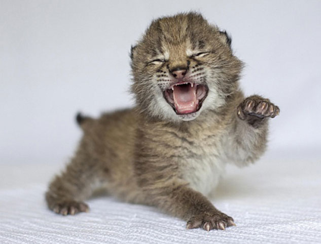 Lynx