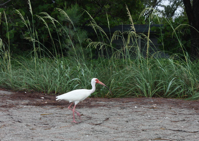 Bird