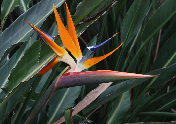 BirdOfParadise