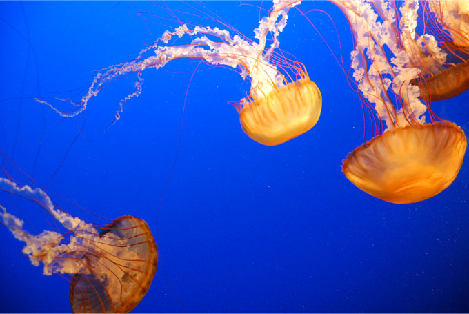 Jelly